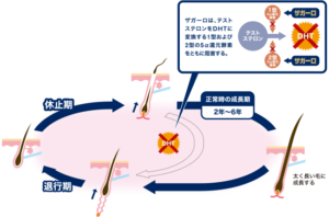 作用機序